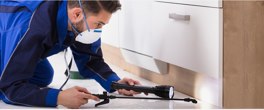 Pacifica pest xpert removal